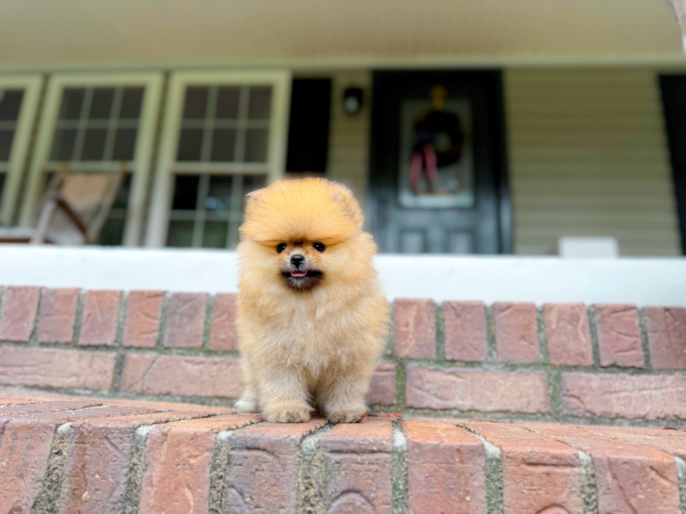 Pomeranian Puppy for Adoption