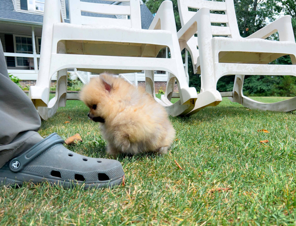 Cute Pomeranian Purebred Pup