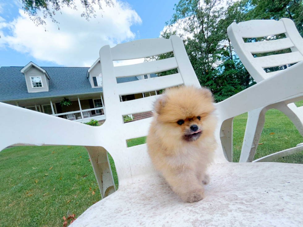 Pomeranian Pup Being Cute