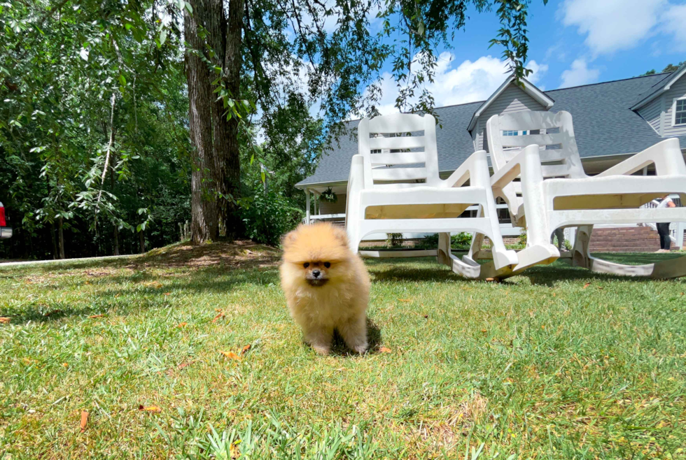 Pomeranian Puppy for Adoption