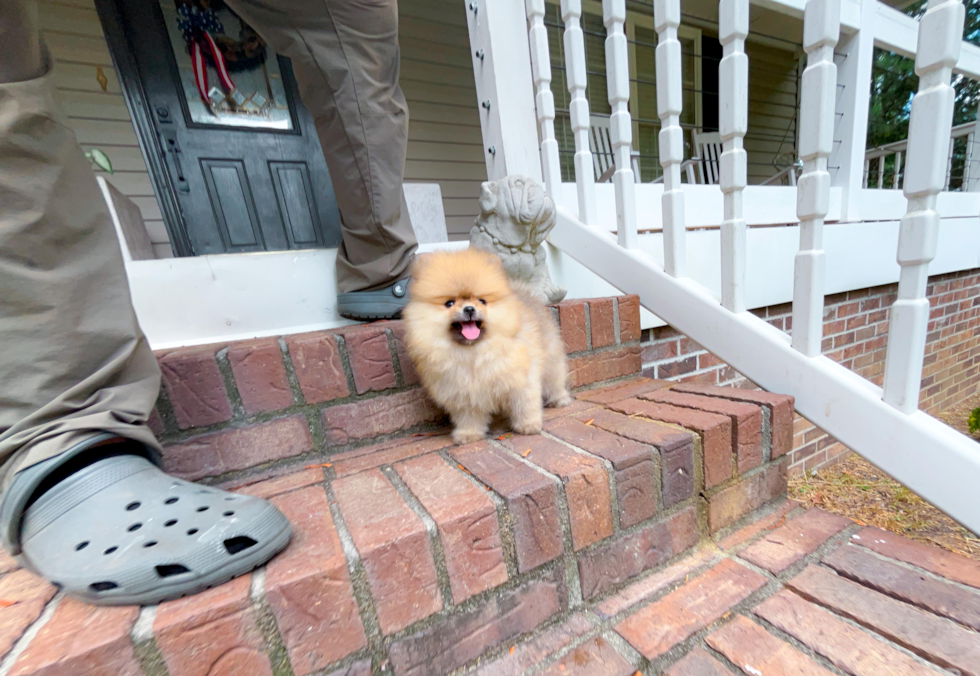 Cute Pomeranian Purebred Puppy