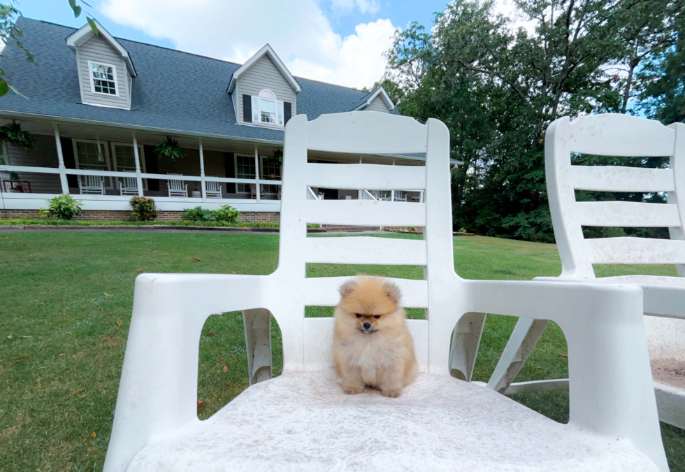 Cute Pomeranian Purebred Pup