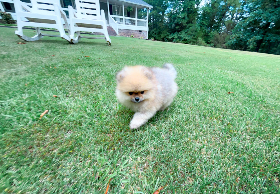 Cute Pomeranian Purebred Pup