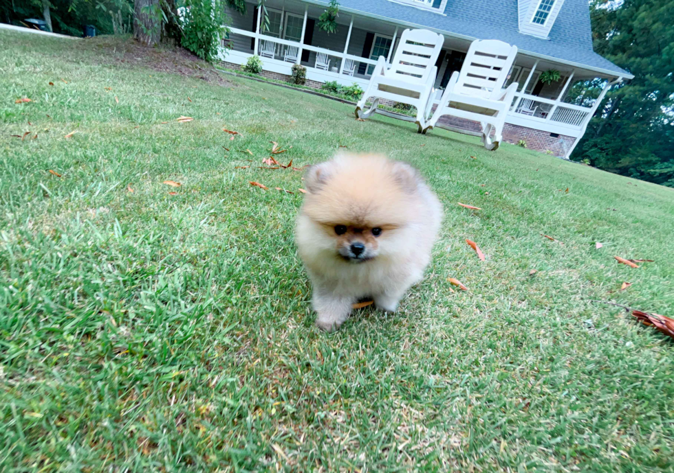Cute Pomeranian Purebred Puppy