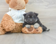 6 week old Pomeranian Puppy For Sale - Simply Southern Pups