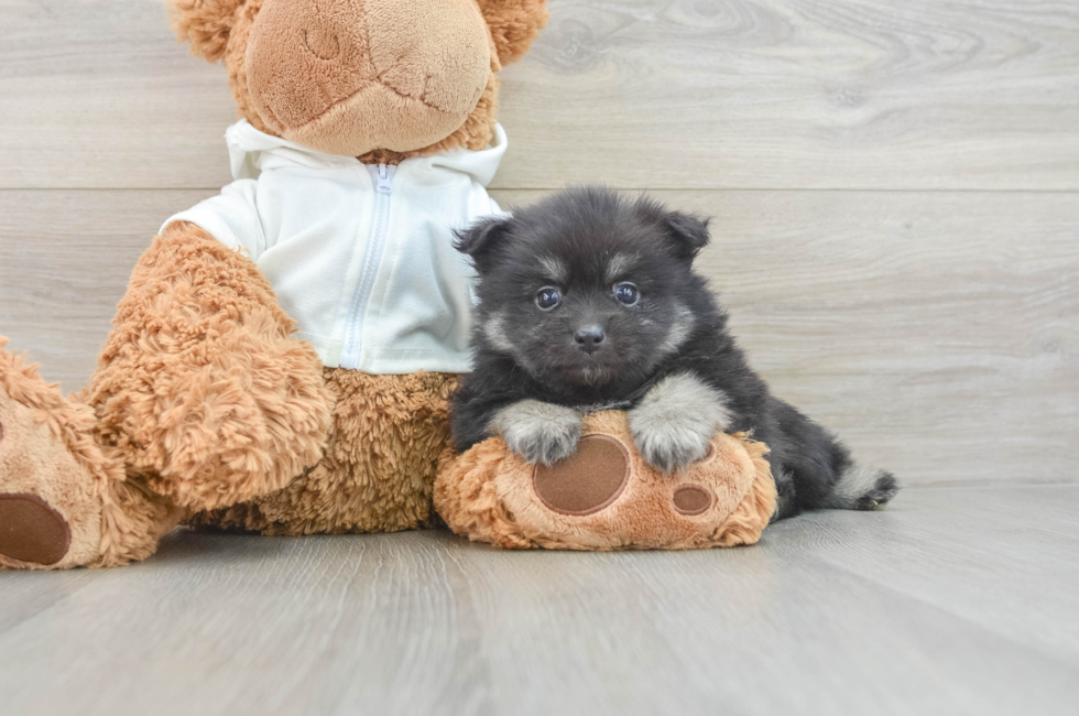 7 week old Pomeranian Puppy For Sale - Simply Southern Pups