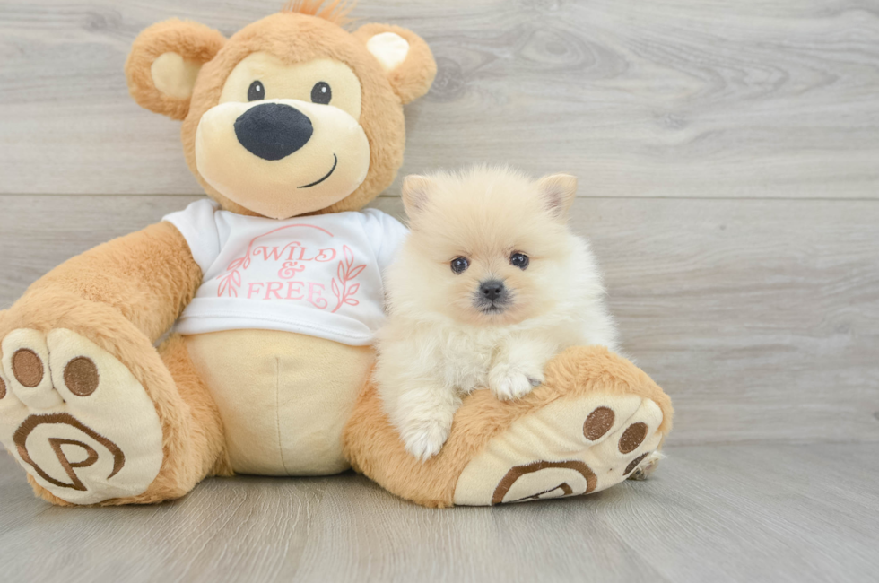 6 week old Pomeranian Puppy For Sale - Simply Southern Pups