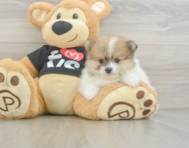 6 week old Pomeranian Puppy For Sale - Simply Southern Pups