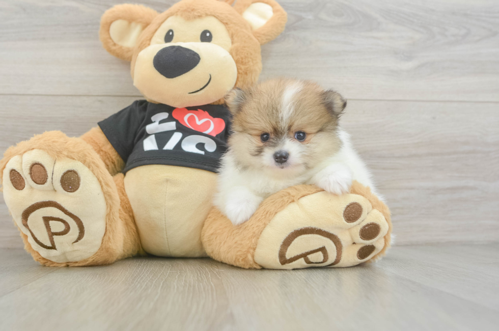 5 week old Pomeranian Puppy For Sale - Simply Southern Pups