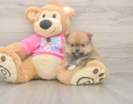 9 week old Pomeranian Puppy For Sale - Simply Southern Pups