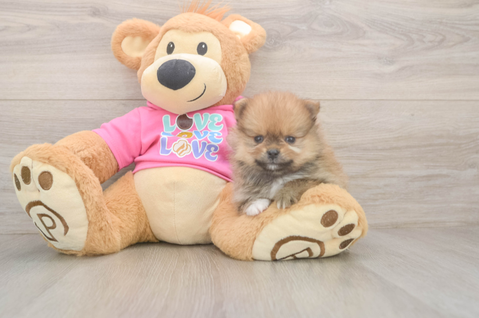5 week old Pomeranian Puppy For Sale - Simply Southern Pups