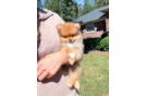 Best Pomeranian Baby
