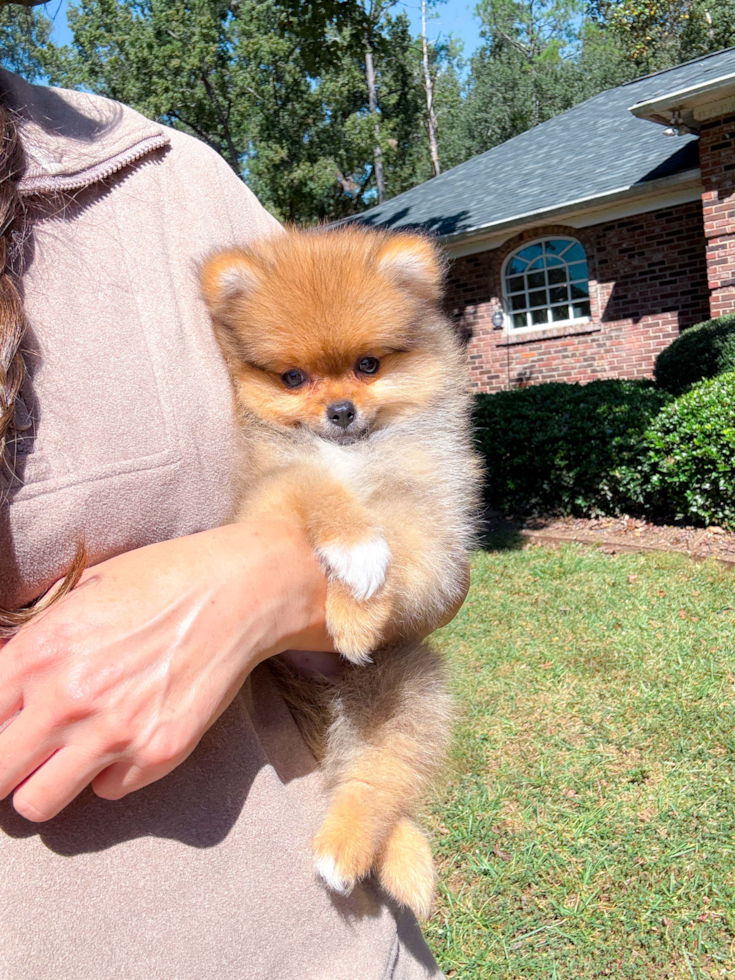 Best Pomeranian Baby