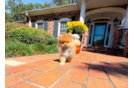 Pomeranian Puppy for Adoption