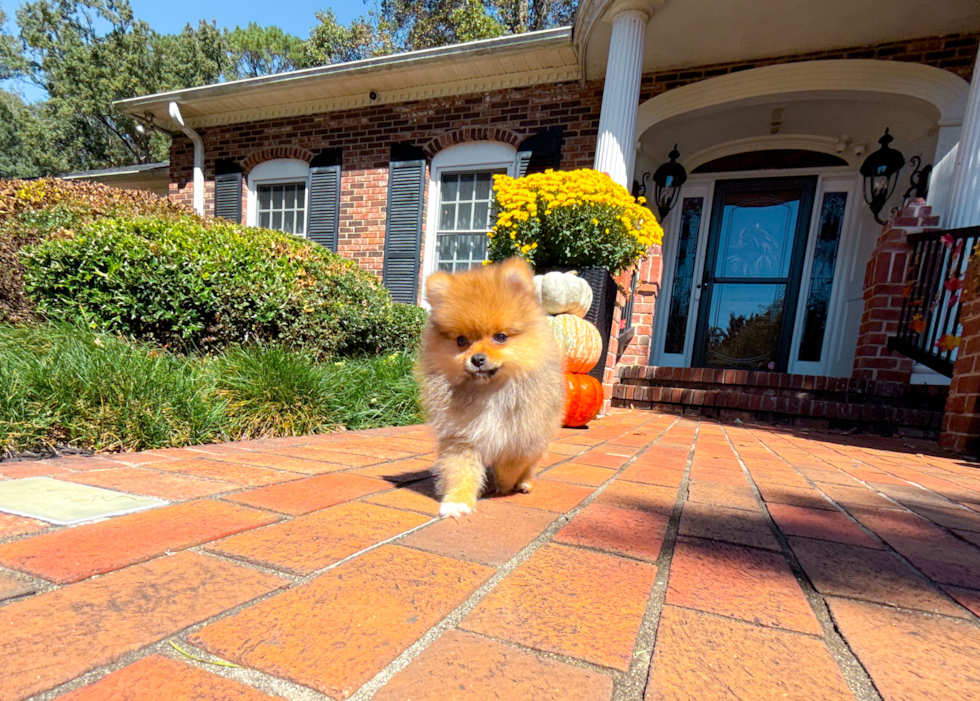 Pomeranian Puppy for Adoption