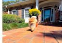 Pomeranian Pup Being Cute