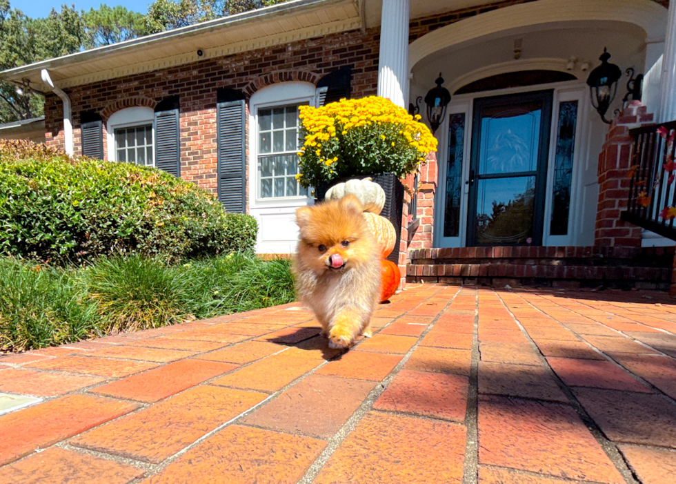 Pomeranian Pup Being Cute