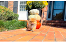 Cute Pomeranian Purebred Pup