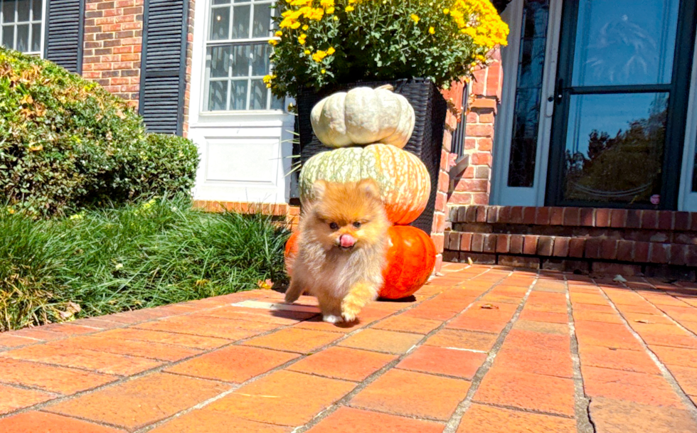 Cute Pomeranian Purebred Pup