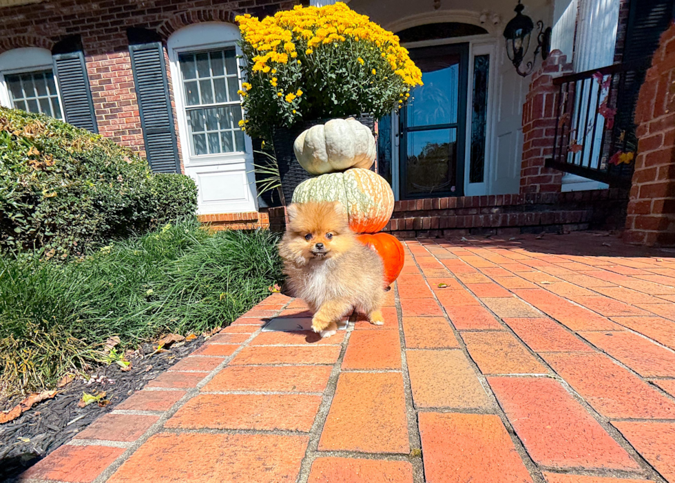 Pomeranian Pup Being Cute