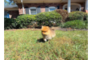 Cute Dwarf Spitz Purebred Puppy