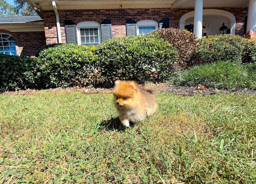 Cute Dwarf Spitz Purebred Puppy