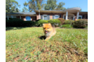 Pomeranian Pup Being Cute