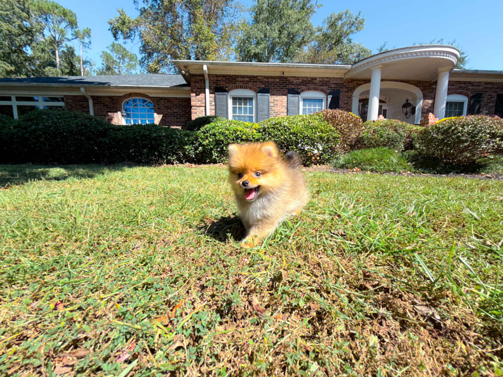 Pomeranian Pup Being Cute