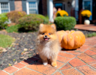 10 week old Pomeranian Puppy For Sale - Simply Southern Pups
