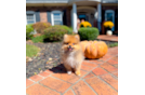 Cute Pomeranian Baby