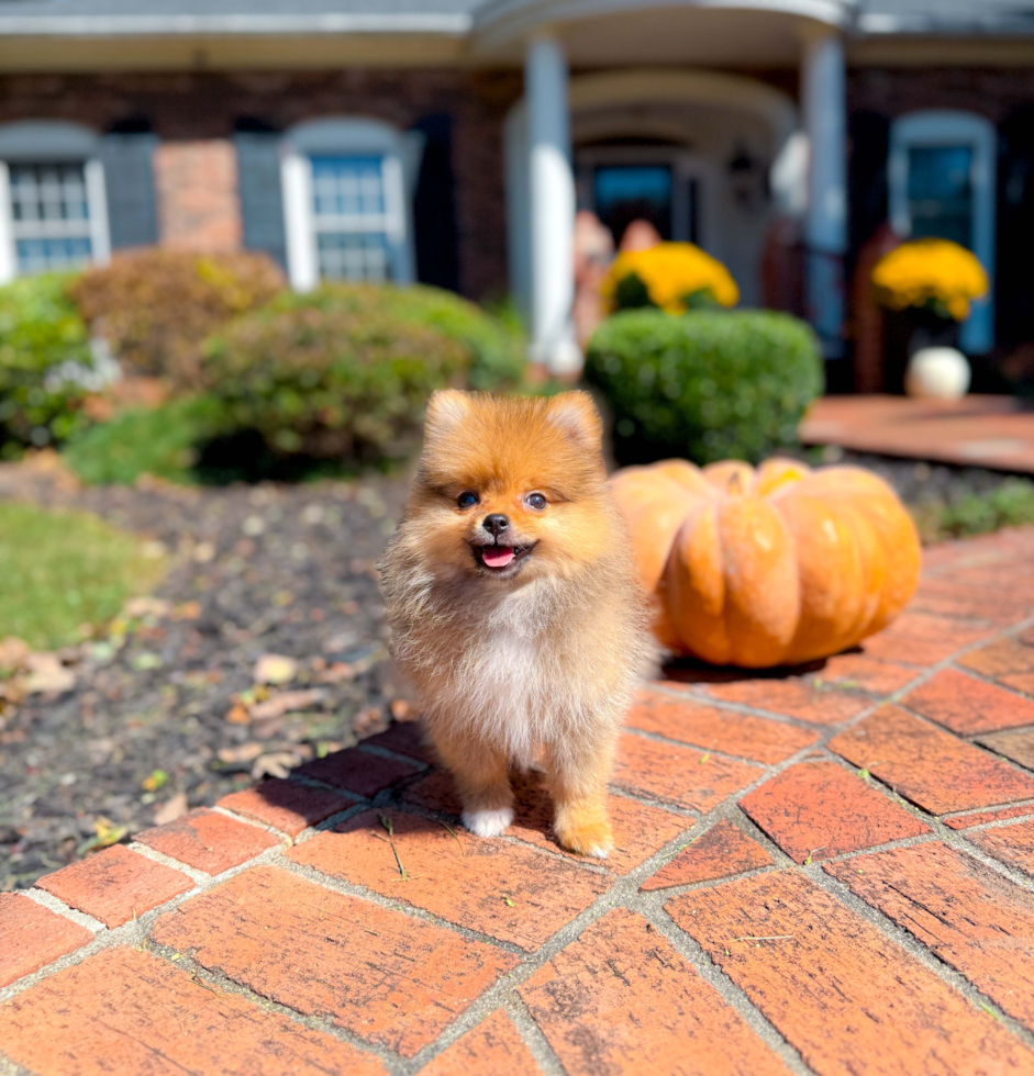 Cute Pomeranian Baby