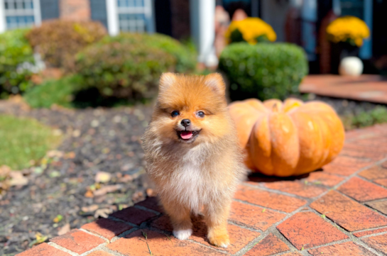 Cute Pomeranian Baby
