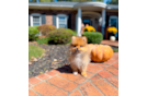 Best Pomeranian Baby