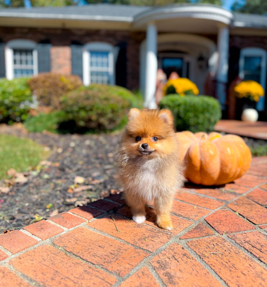 Best Pomeranian Baby
