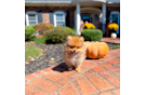 Pomeranian Pup Being Cute