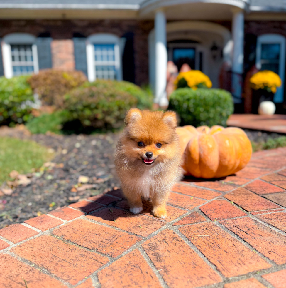 Pomeranian Pup Being Cute