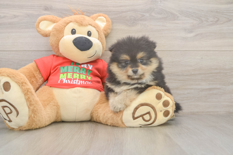 6 week old Pomeranian Puppy For Sale - Simply Southern Pups