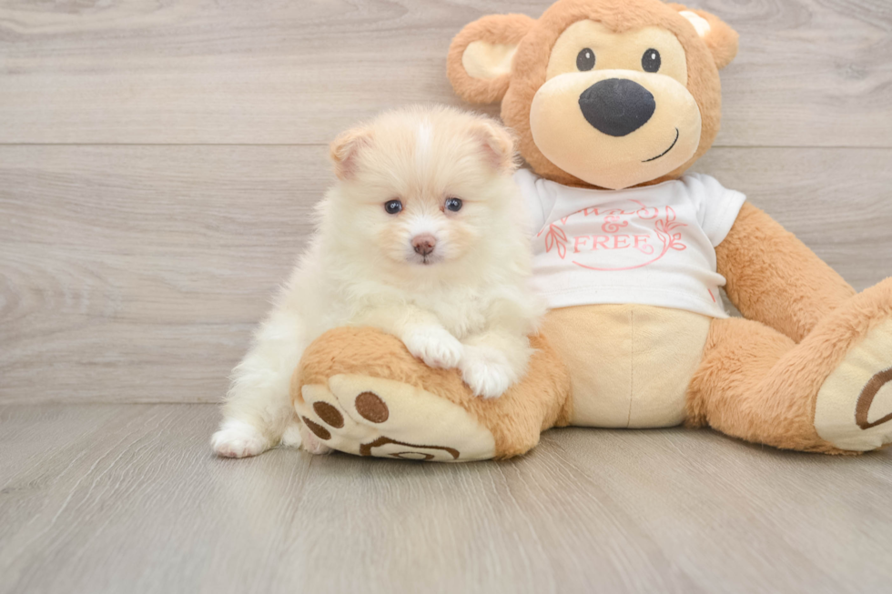 Happy Pom Purebred Puppy