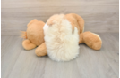Fluffy Loulou Purebred Puppy