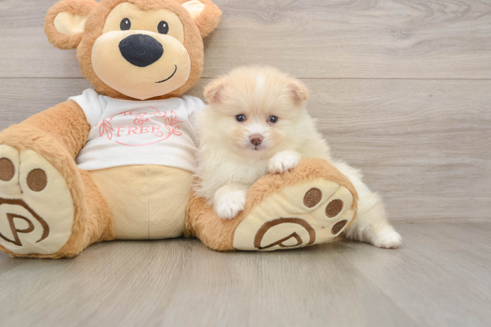 Friendly Pomeranian Purebred Pup