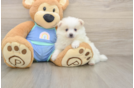 Sweet Loulou Purebred Puppy