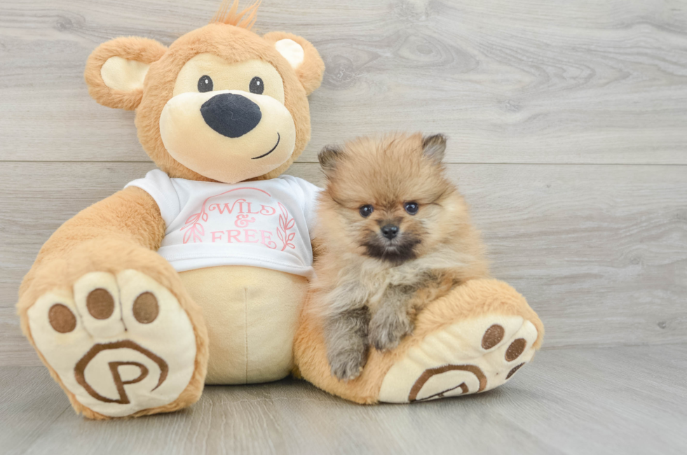 6 week old Pomeranian Puppy For Sale - Simply Southern Pups