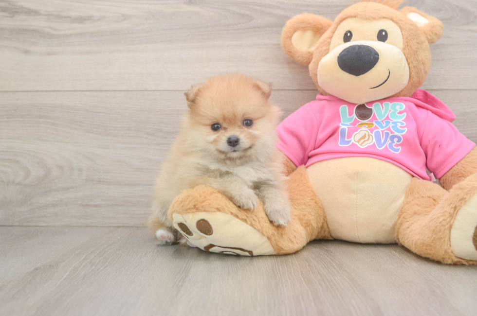 7 week old Pomeranian Puppy For Sale - Simply Southern Pups