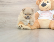 7 week old Pomeranian Puppy For Sale - Simply Southern Pups