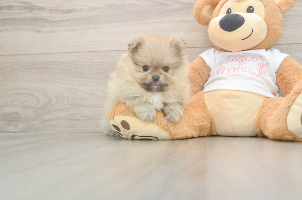 5 week old Pomeranian Puppy For Sale - Simply Southern Pups