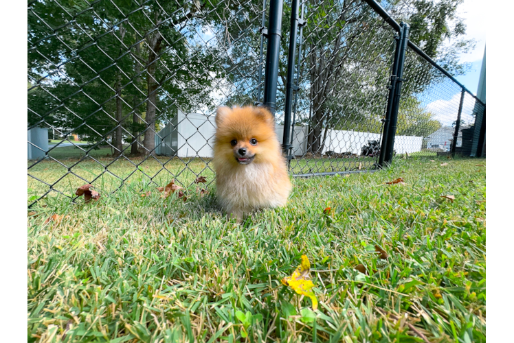 Cute Pom Dog Purebred Puppy