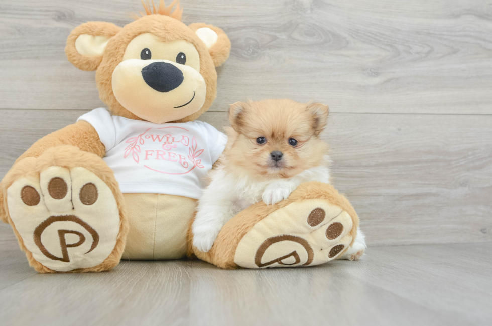 6 week old Pomeranian Puppy For Sale - Simply Southern Pups