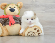 5 week old Pomeranian Puppy For Sale - Simply Southern Pups