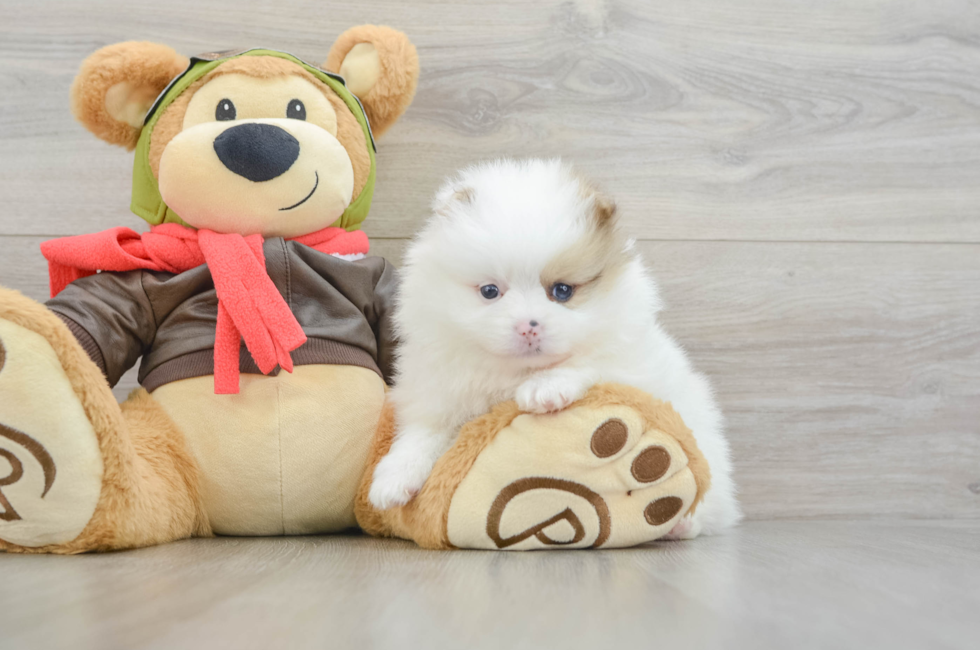 5 week old Pomeranian Puppy For Sale - Simply Southern Pups