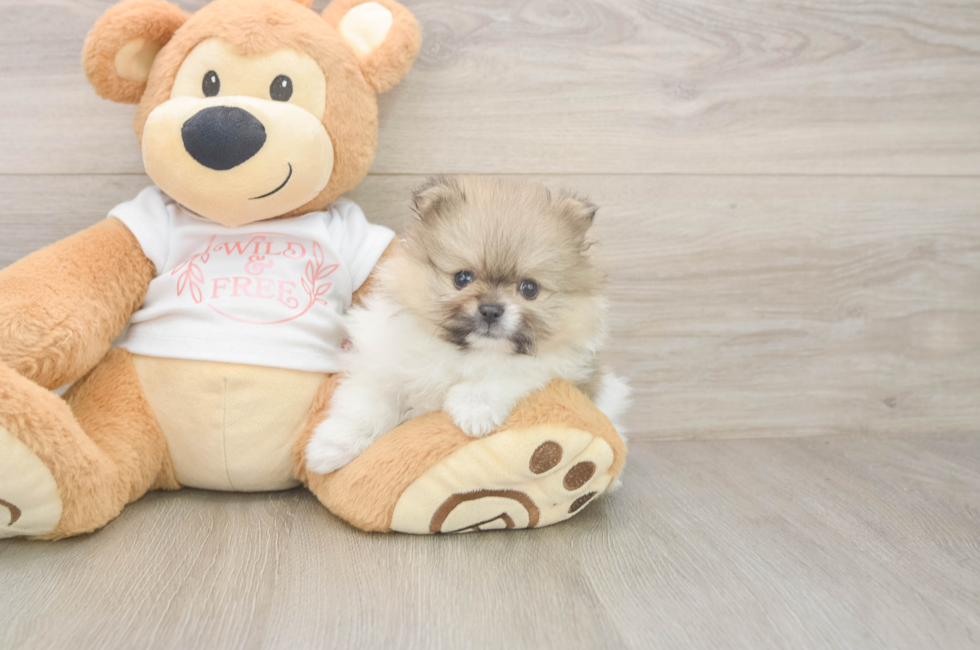 5 week old Pomeranian Puppy For Sale - Simply Southern Pups